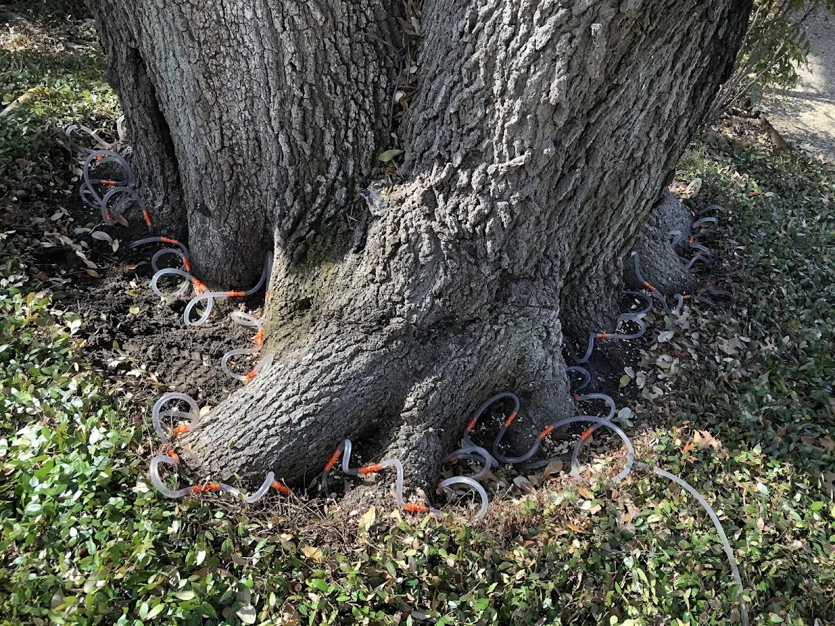 Detailed Tree Cabling and Bracing job site in Pine River